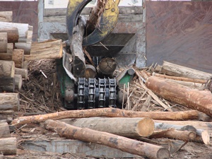 Timber Chain